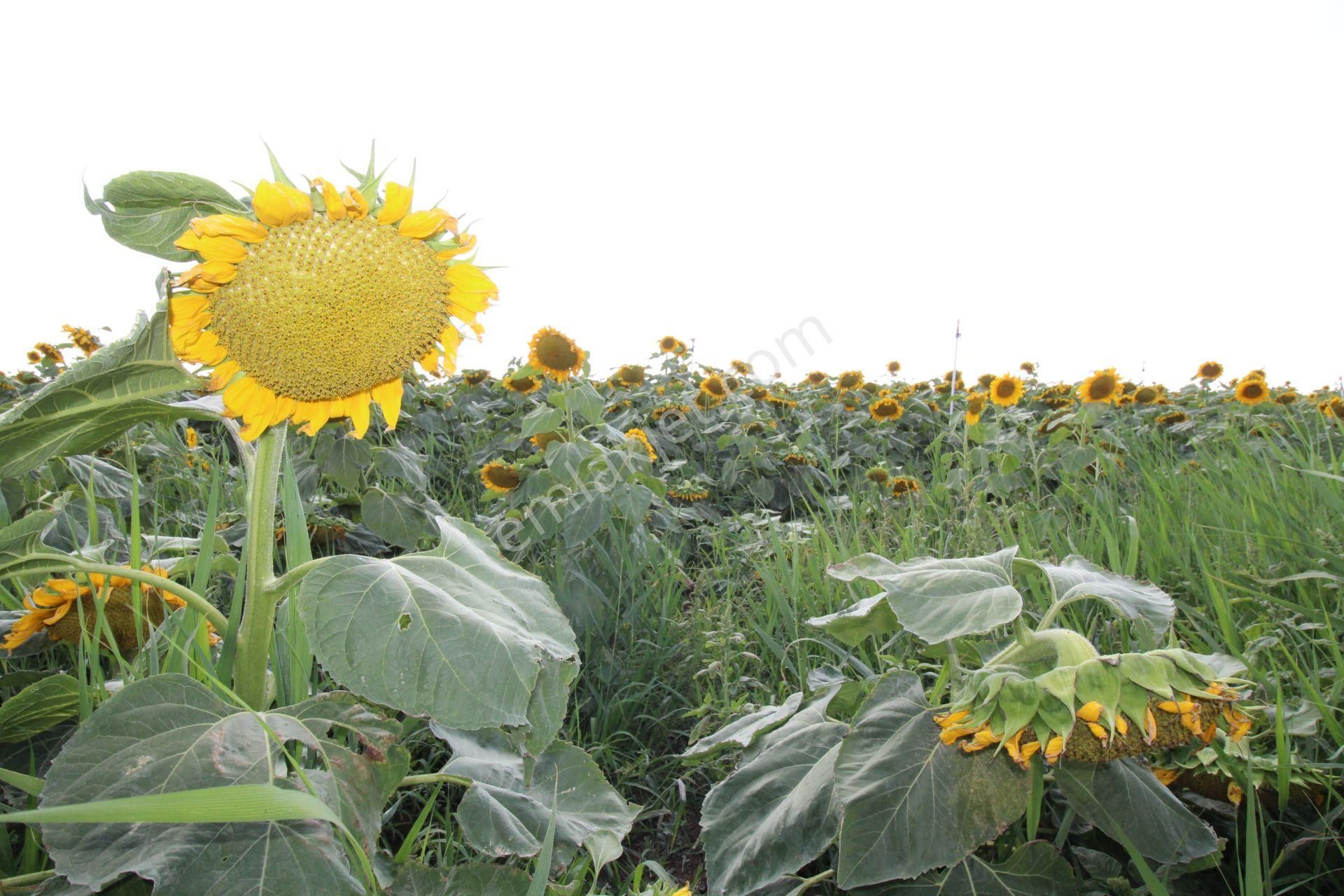 Aksaray Topakkayada Satılık Çiftlik - Görsel 26