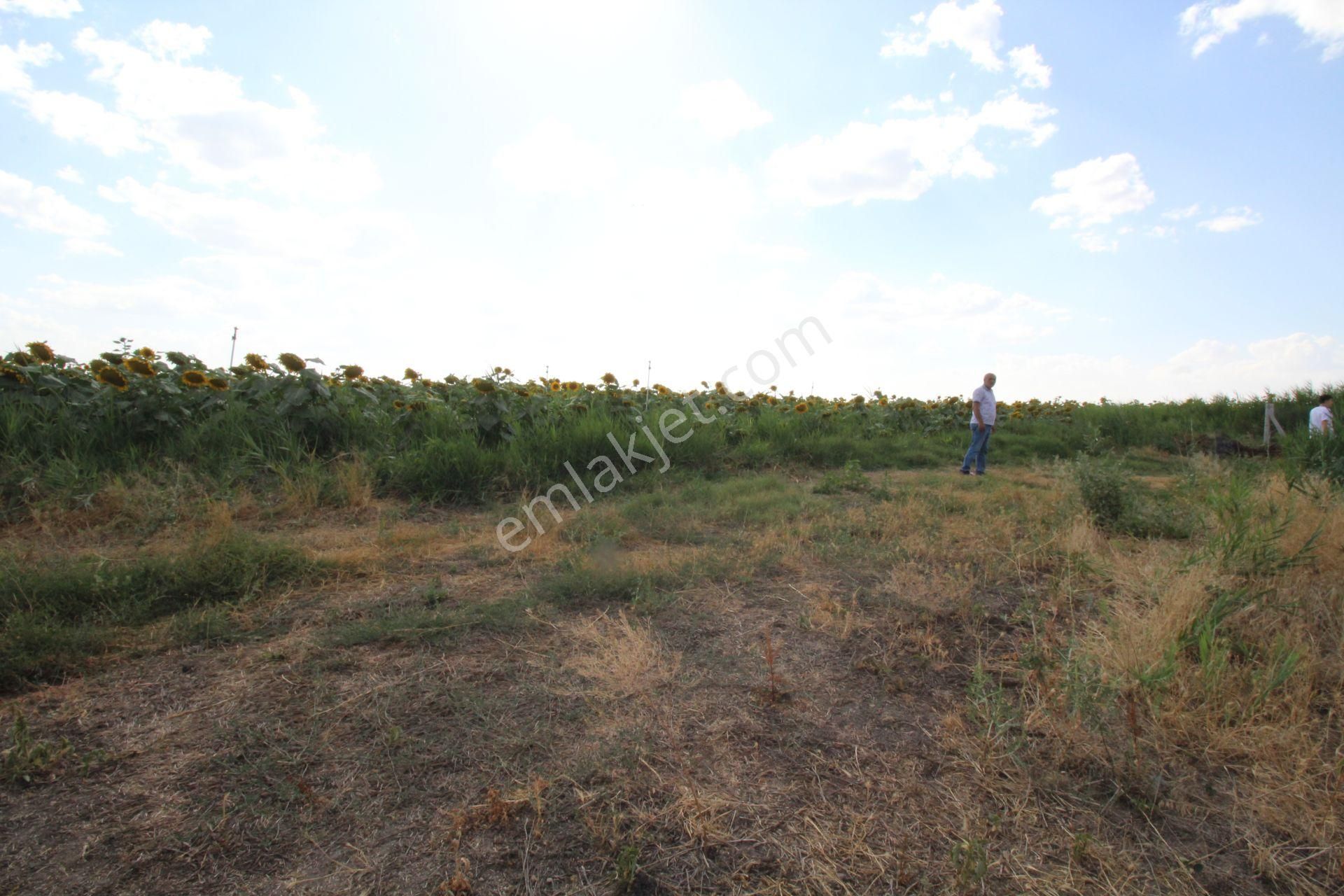 Aksaray Topakkayada Satılık Çiftlik - Görsel 13
