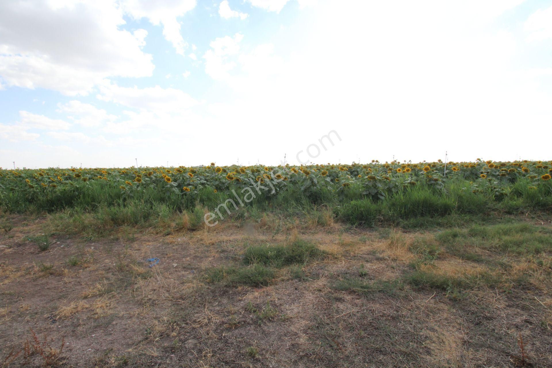 Aksaray Topakkayada Satılık Çiftlik - Görsel 11