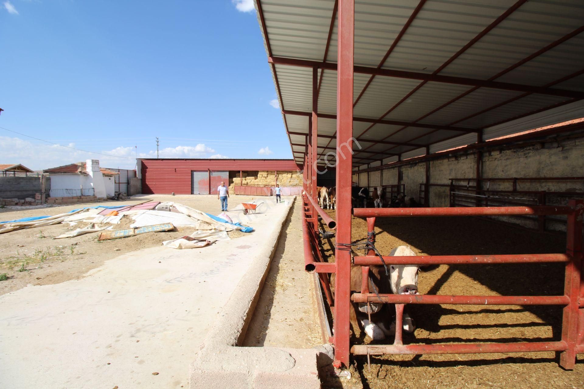 Aksaray Topakkayada Satılık Çiftlik - Görsel 17