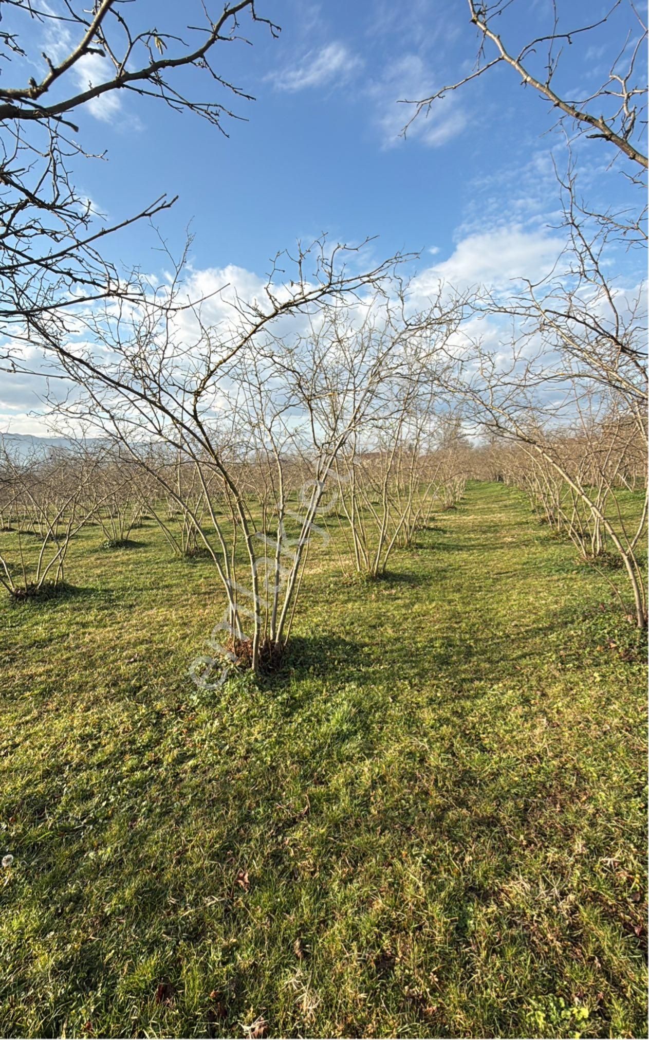 Takasa Uygun Tarla Arsa Nitelikli