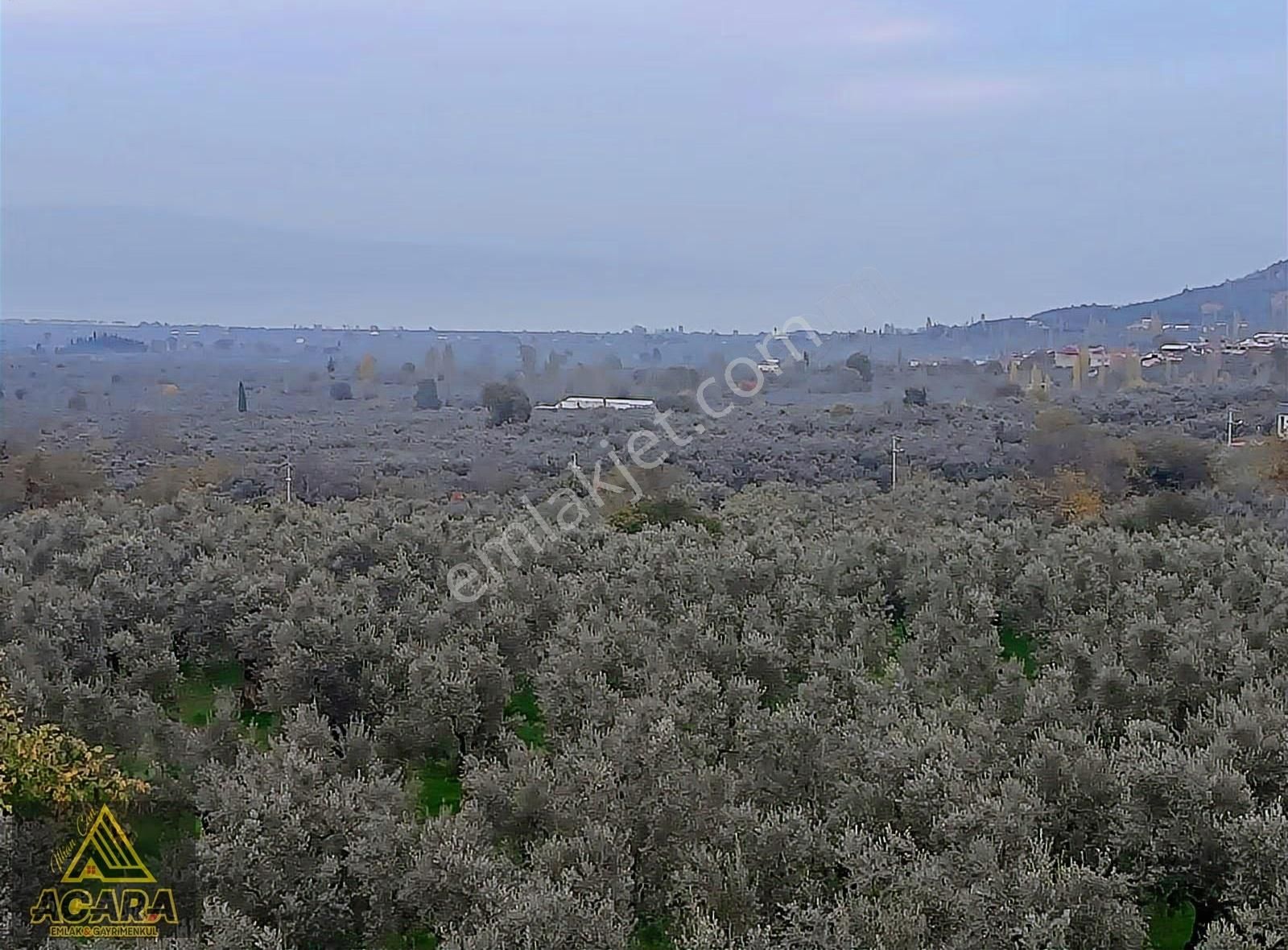 Acaradan Satılık Full İznik Gölü Manzarali Zeytin Bahcesi