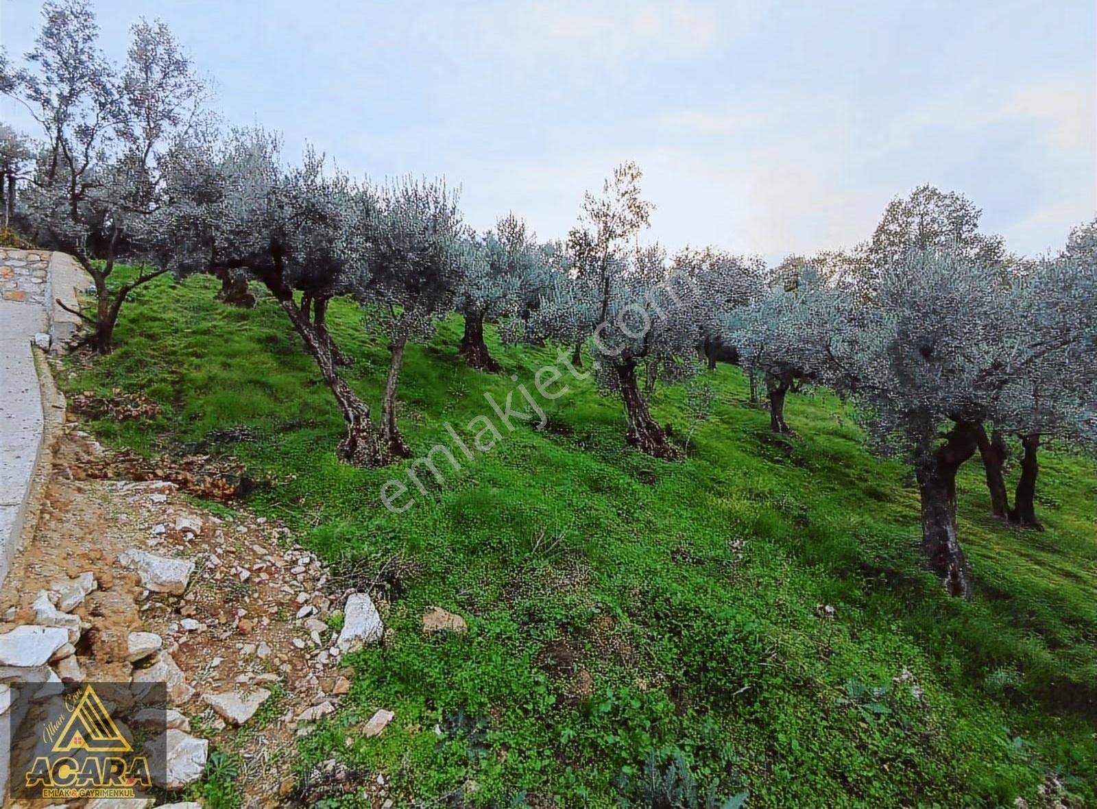 Acaradan Satılık Full İznik Gölü Manzarali Zeytin Bahcesi - Görsel 7