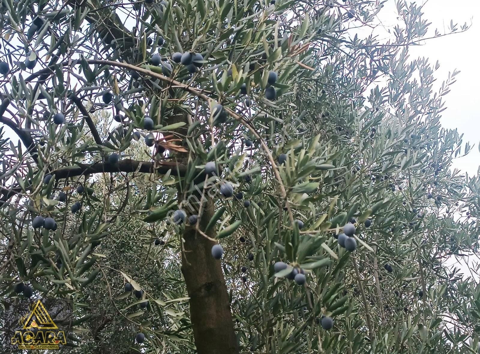 1.300 M² Yolu Mevcut Zeytinlik Düz Zemin Gol Manzarali - Görsel 12