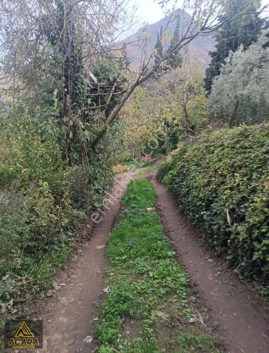 1.300 M² Yolu Mevcut Zeytinlik Düz Zemin Gol Manzarali - Görsel 5