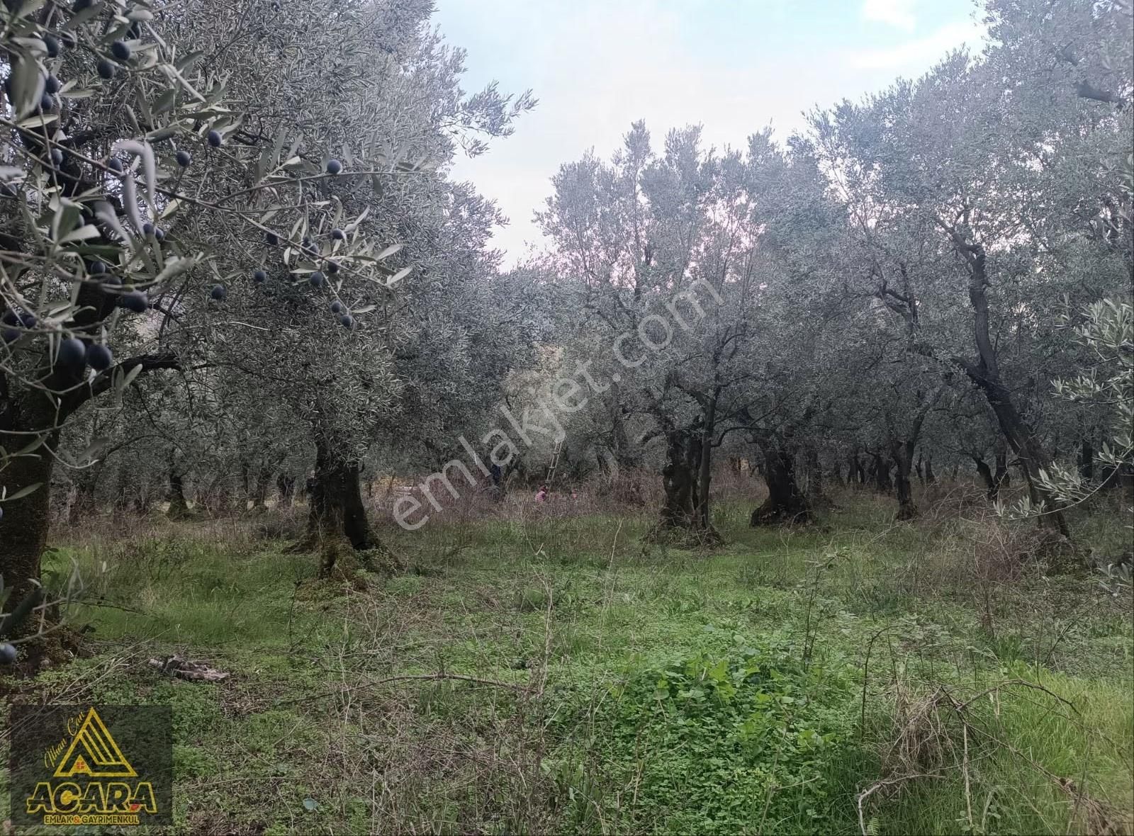 1.300 M² Yolu Mevcut Zeytinlik Düz Zemin Gol Manzarali - Görsel 15