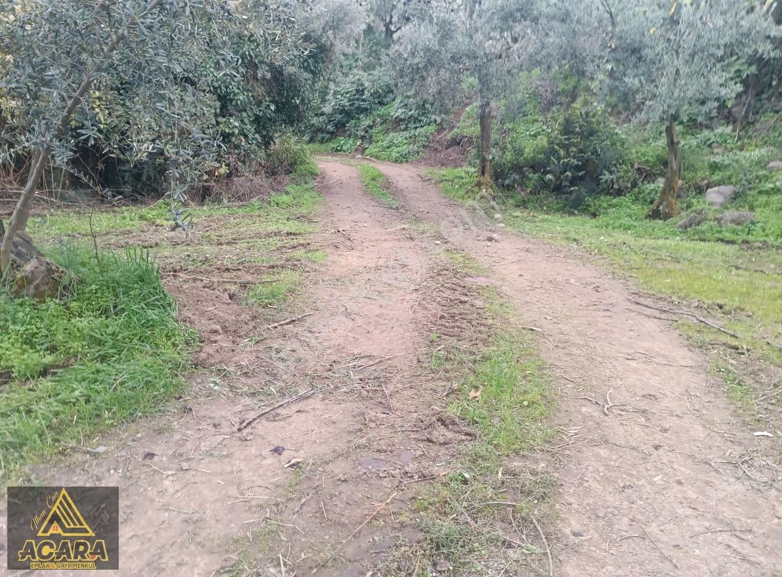 1.300 M² Yolu Mevcut Zeytinlik Düz Zemin Gol Manzarali - Görsel 6