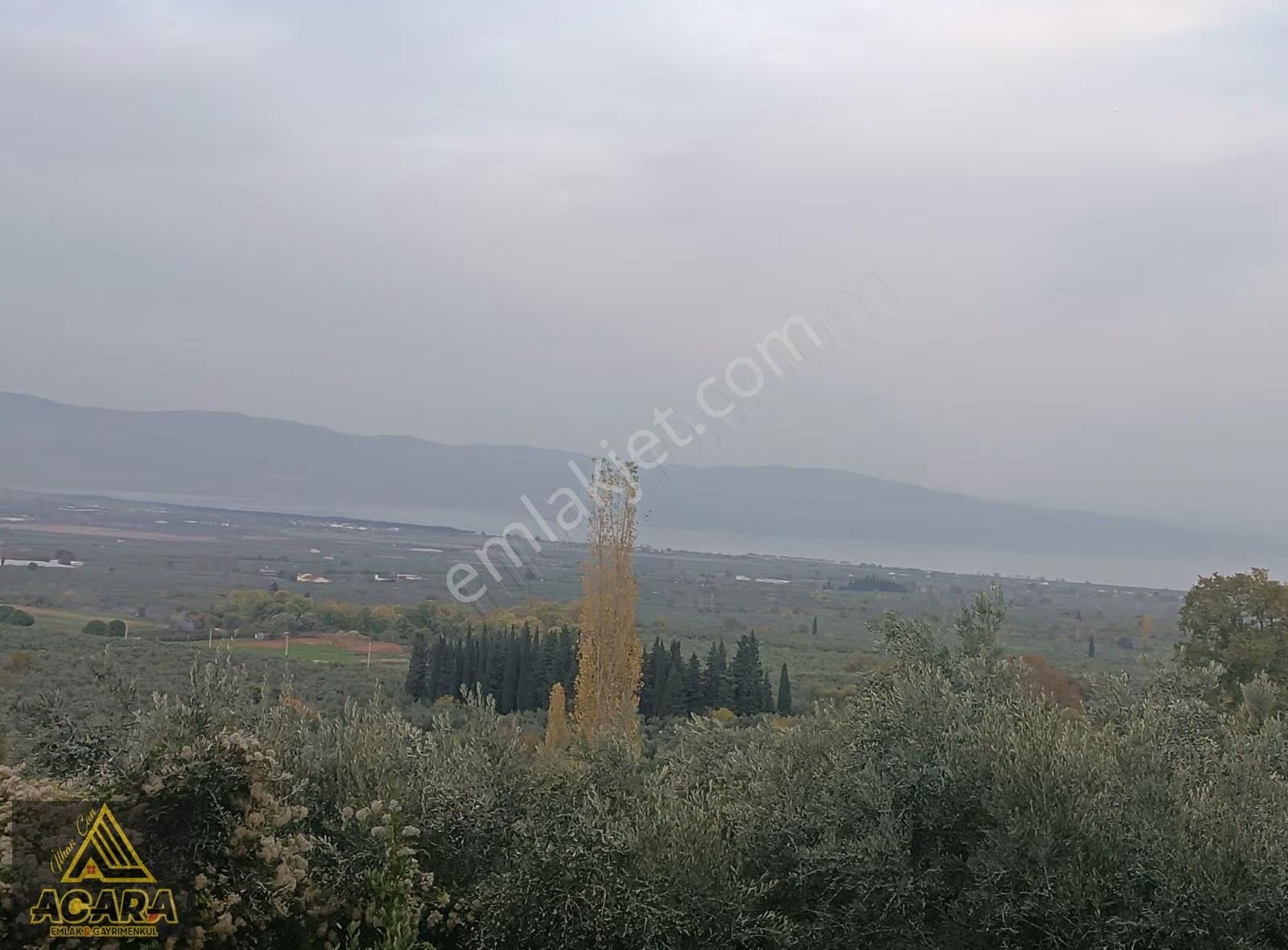 1.300 M² Yolu Mevcut Zeytinlik Düz Zemin Gol Manzarali - Görsel 3