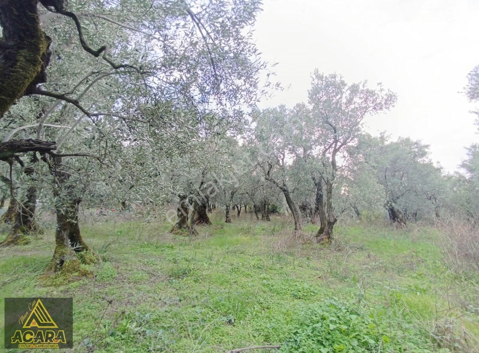 1.300 M² Yolu Mevcut Zeytinlik Düz Zemin Gol Manzarali - Görsel 4