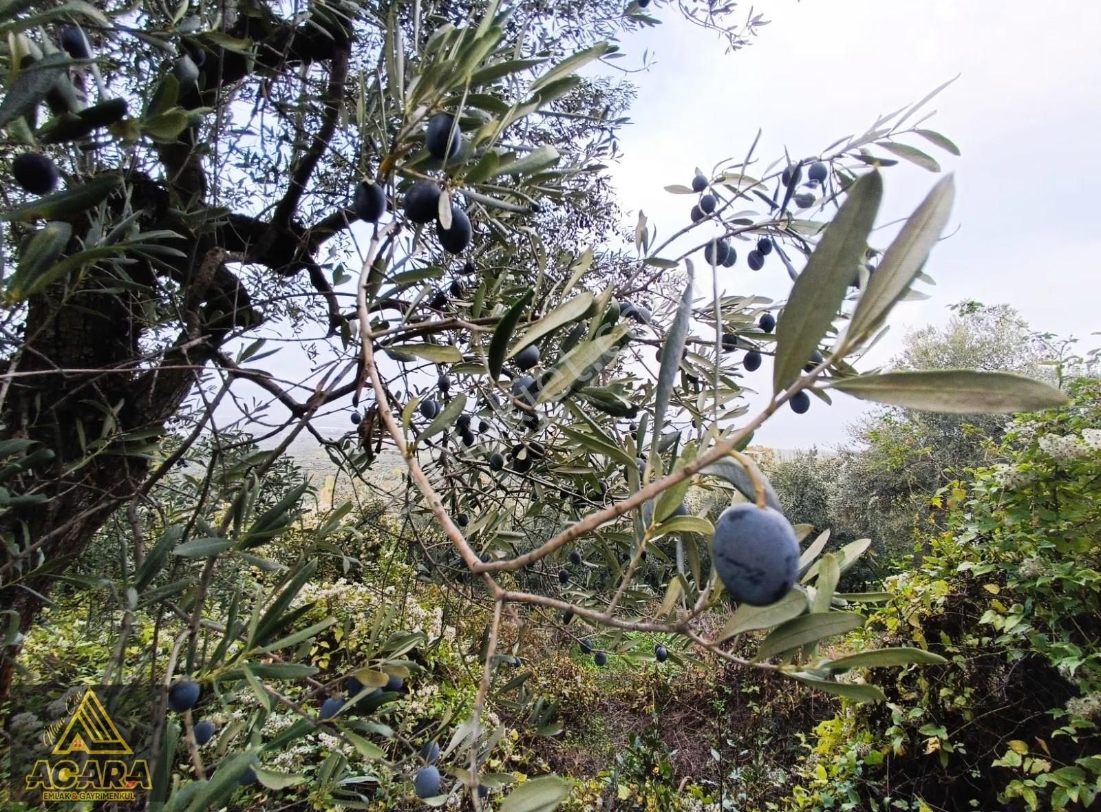 1.300 M² Yolu Mevcut Zeytinlik Düz Zemin Gol Manzarali - Görsel 10