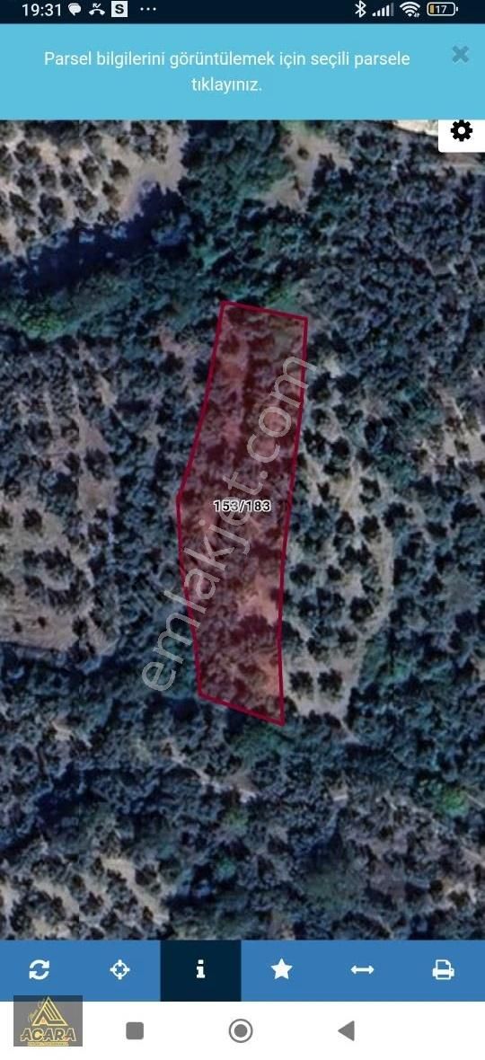 1.300 M² Yolu Mevcut Zeytinlik Düz Zemin Gol Manzarali - Görsel 9