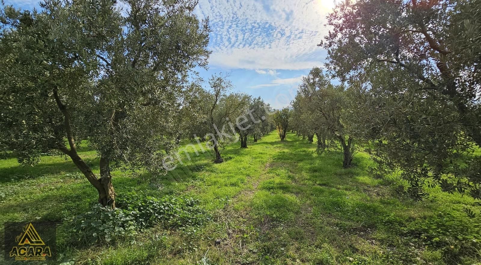 Acara'dan Orhangazi Üreğil'de 6.567m² Tarla Vasfında Zeytinlik - Görsel 24