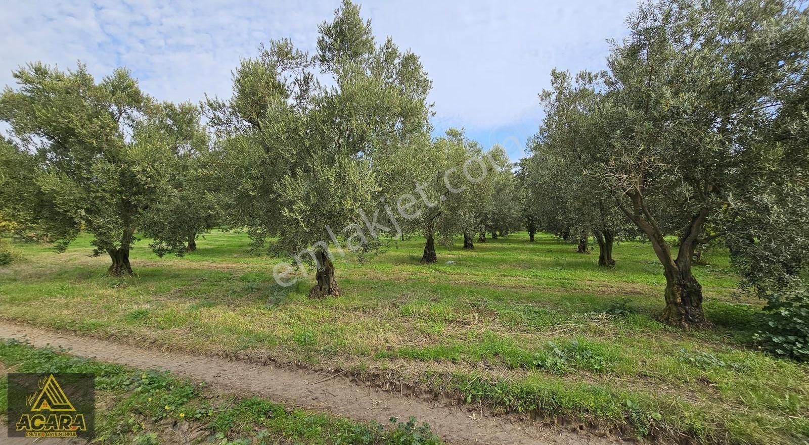 Acara'dan Orhangazi Üreğil'de 6.567m² Tarla Vasfında Zeytinlik - Görsel 2