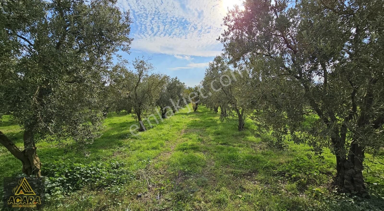 Acara'dan Orhangazi Üreğil'de 6.567m² Tarla Vasfında Zeytinlik - Görsel 21