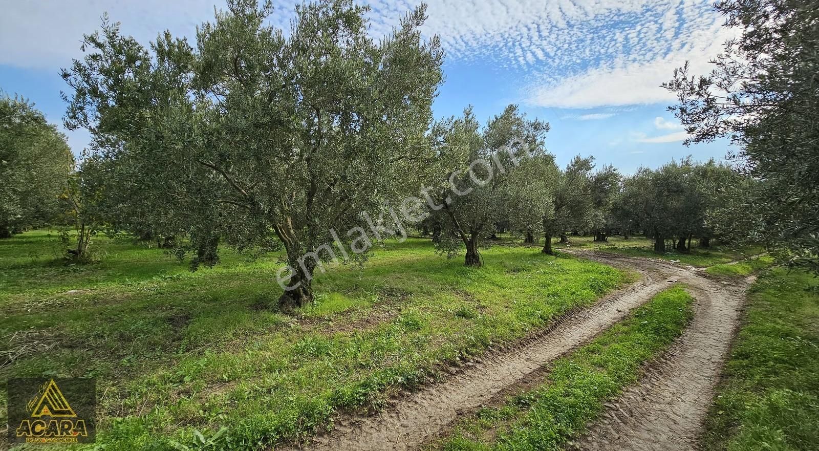 Acara'dan Orhangazi Üreğil'de 6.567m² Tarla Vasfında Zeytinlik - Görsel 18
