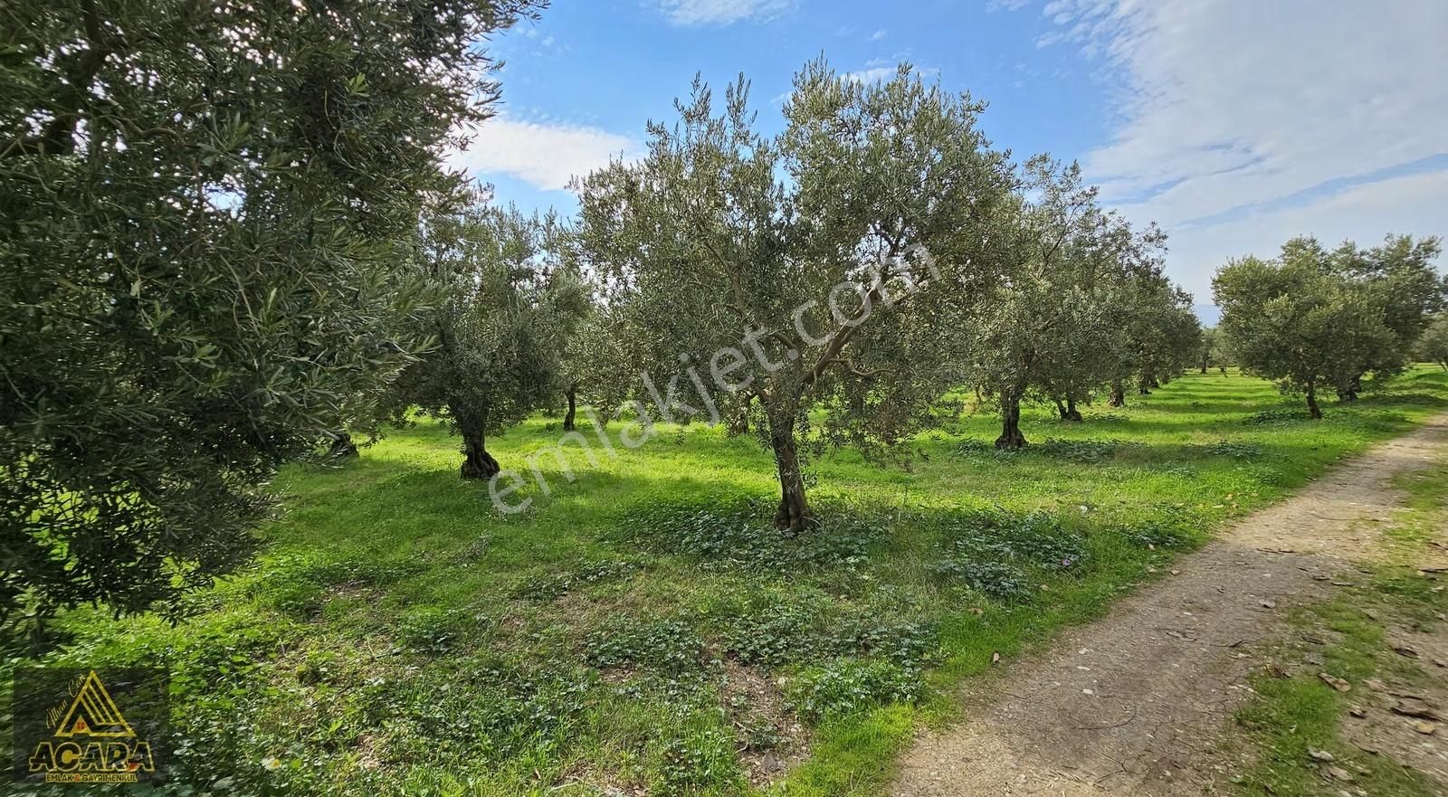 Acara'dan Orhangazi Üreğil'de 6.567m² Tarla Vasfında Zeytinlik - Görsel 9