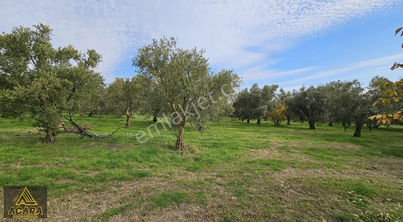 Acara'dan Orhangazi Üreğil'de 6.567m² Tarla Vasfında Zeytinlik - Görsel 20