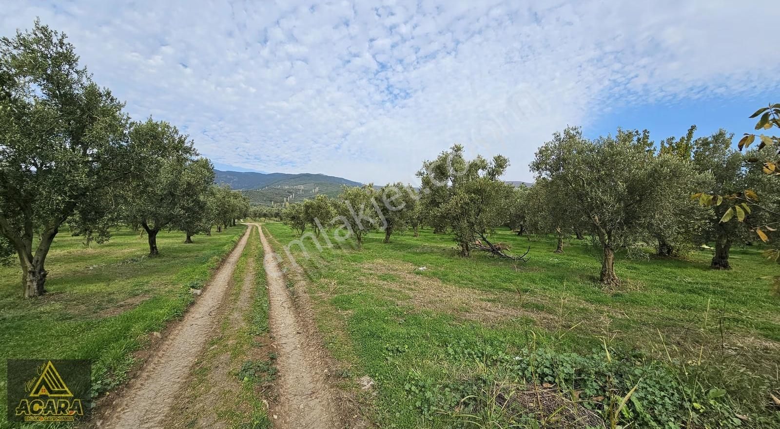 Acara'dan Orhangazi Üreğil'de 6.567m² Tarla Vasfında Zeytinlik - Görsel 16