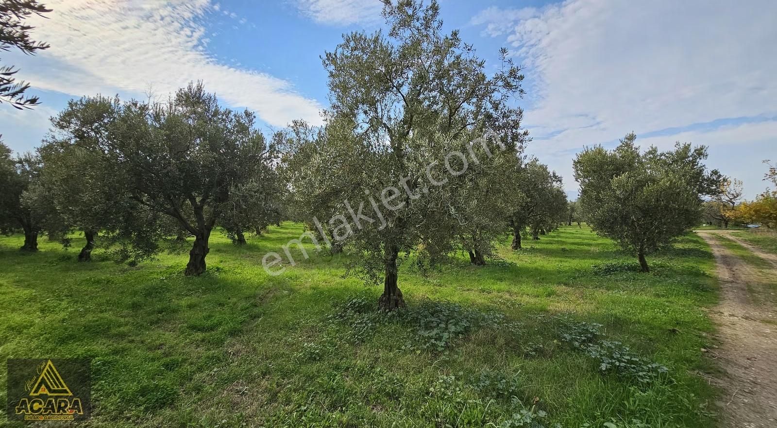 Acara'dan Orhangazi Üreğil'de 6.567m² Tarla Vasfında Zeytinlik - Görsel 25