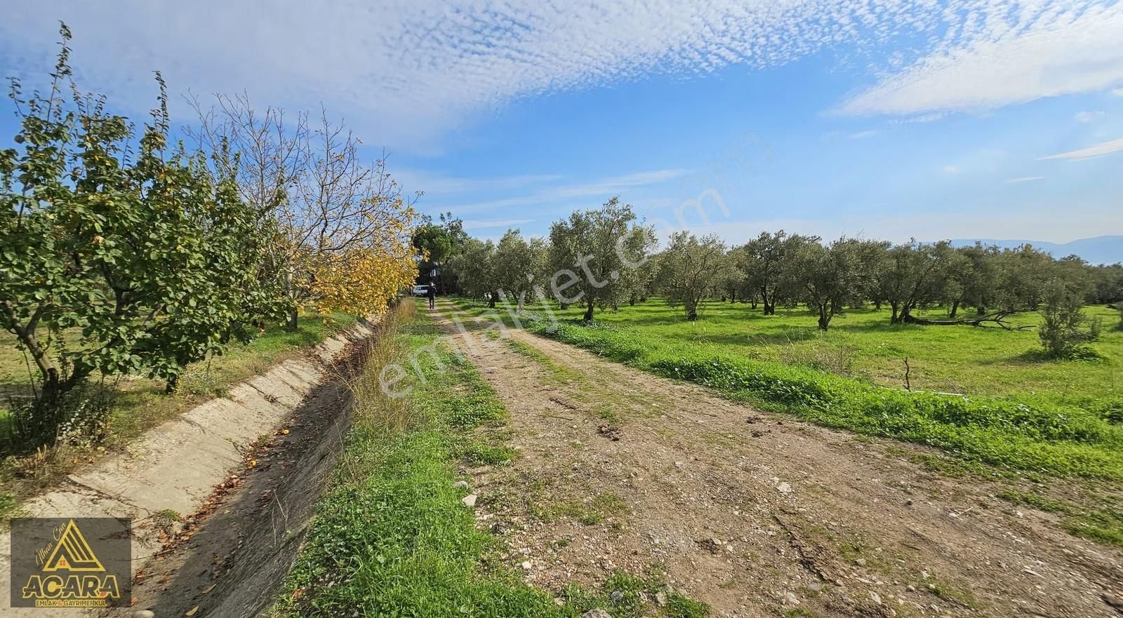 Acara'dan Orhangazi Üreğil'de 6.567m² Tarla Vasfında Zeytinlik - Görsel 5