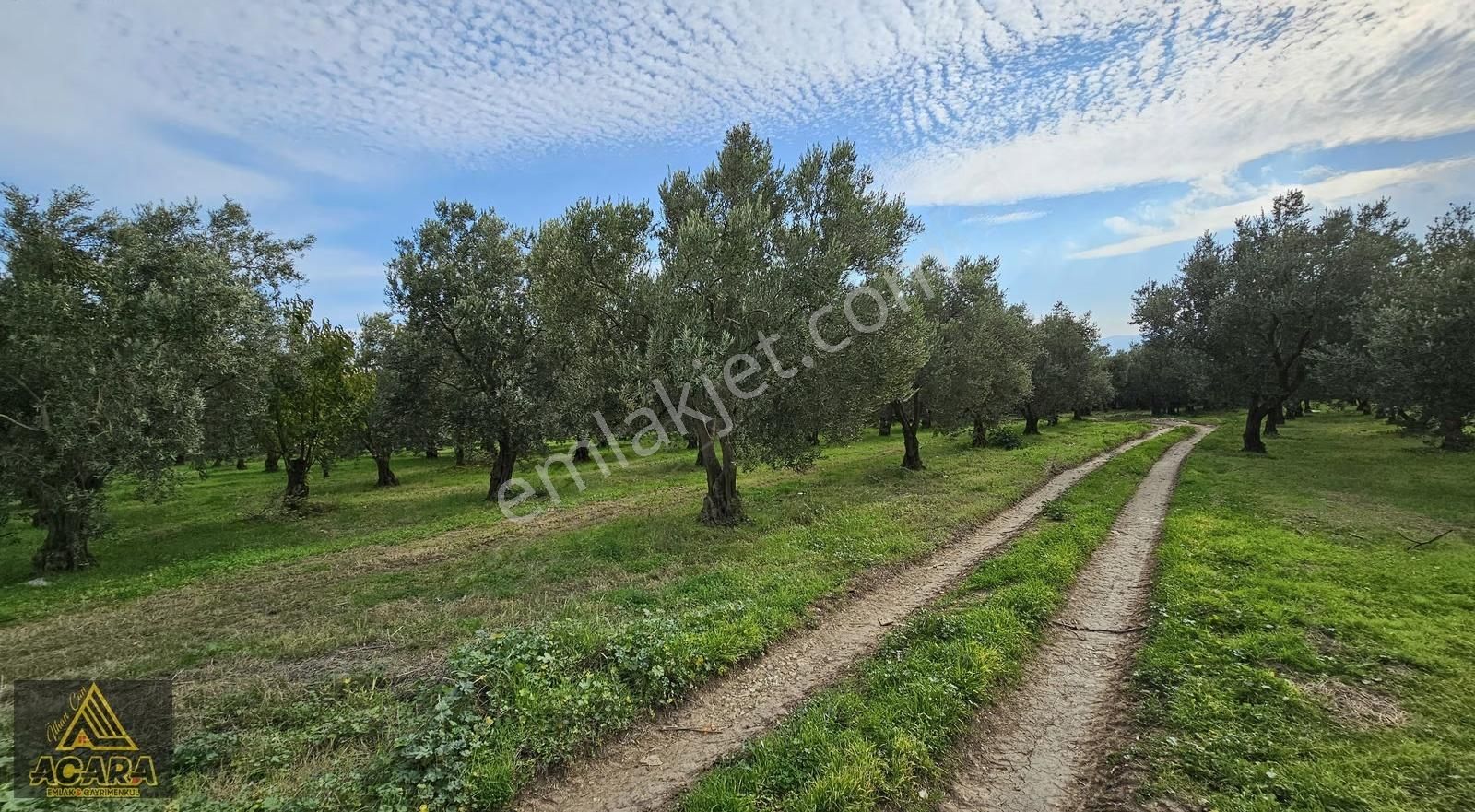 Acara'dan Orhangazi Üreğil'de 6.567m² Tarla Vasfında Zeytinlik - Görsel 10
