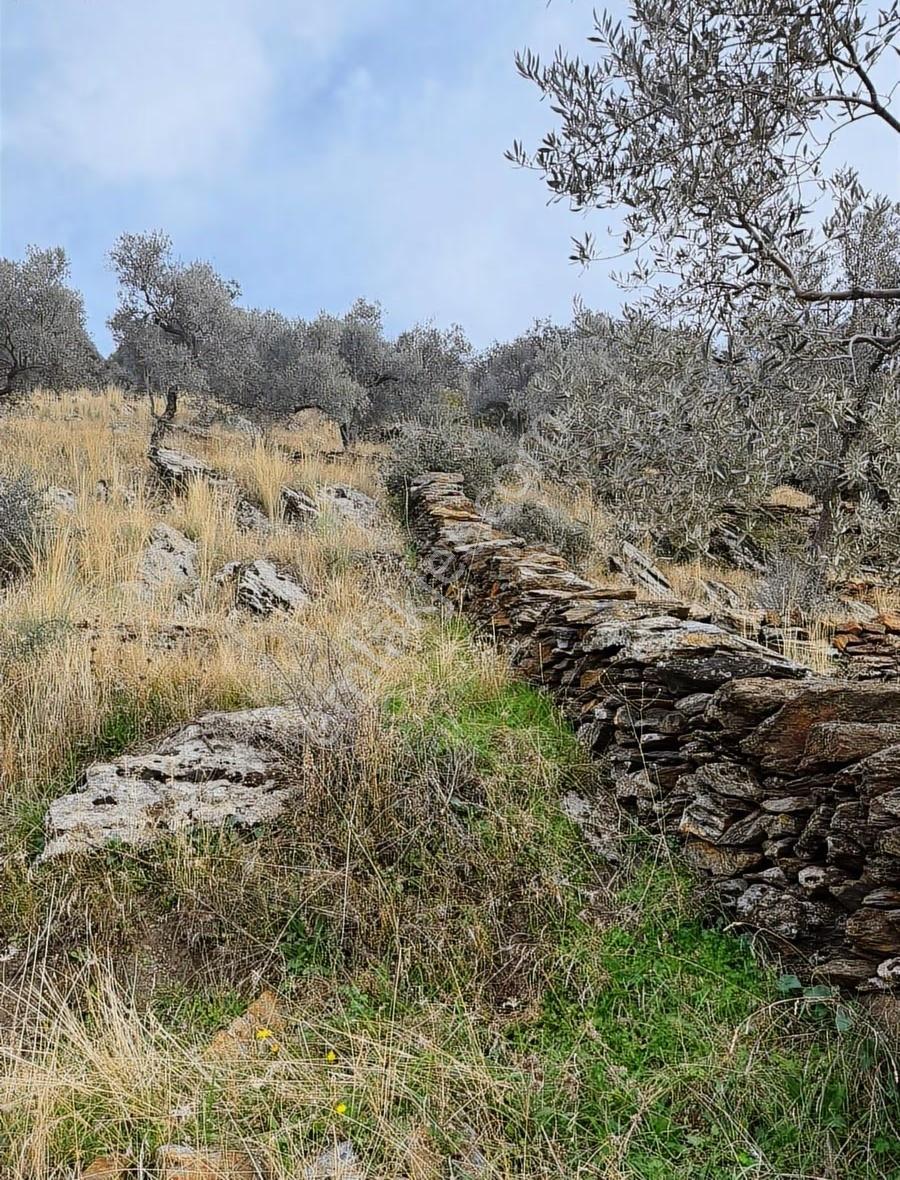 Bafa Akçalı'da 3.300m Asfalt Yola Sıfır Fırsat Zeytinlik - Görsel 6