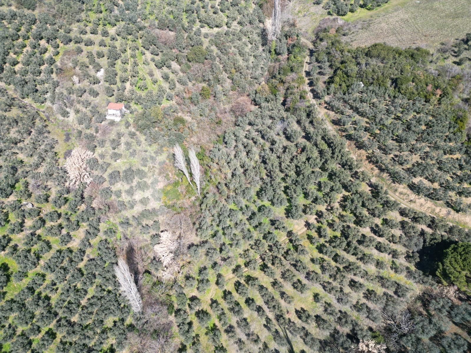 Kumla Konak Emlak”tan Satılık 1200 Metrekare Satılık Zeytinlik - Görsel 8