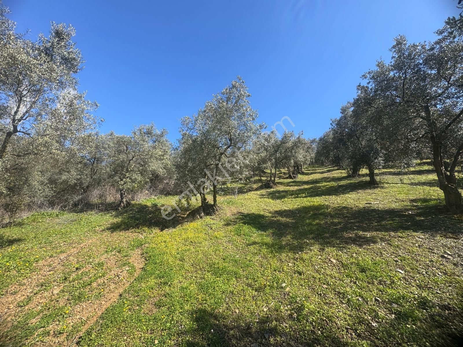 Kumla Konak Emlak”tan Satılık 1200 Metrekare Satılık Zeytinlik - Görsel 7