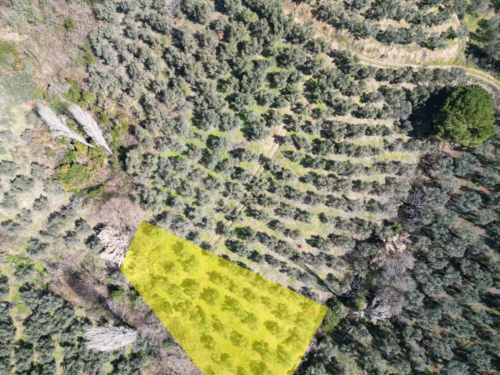 Kumla Konak Emlak”tan Satılık 1200 Metrekare Satılık Zeytinlik