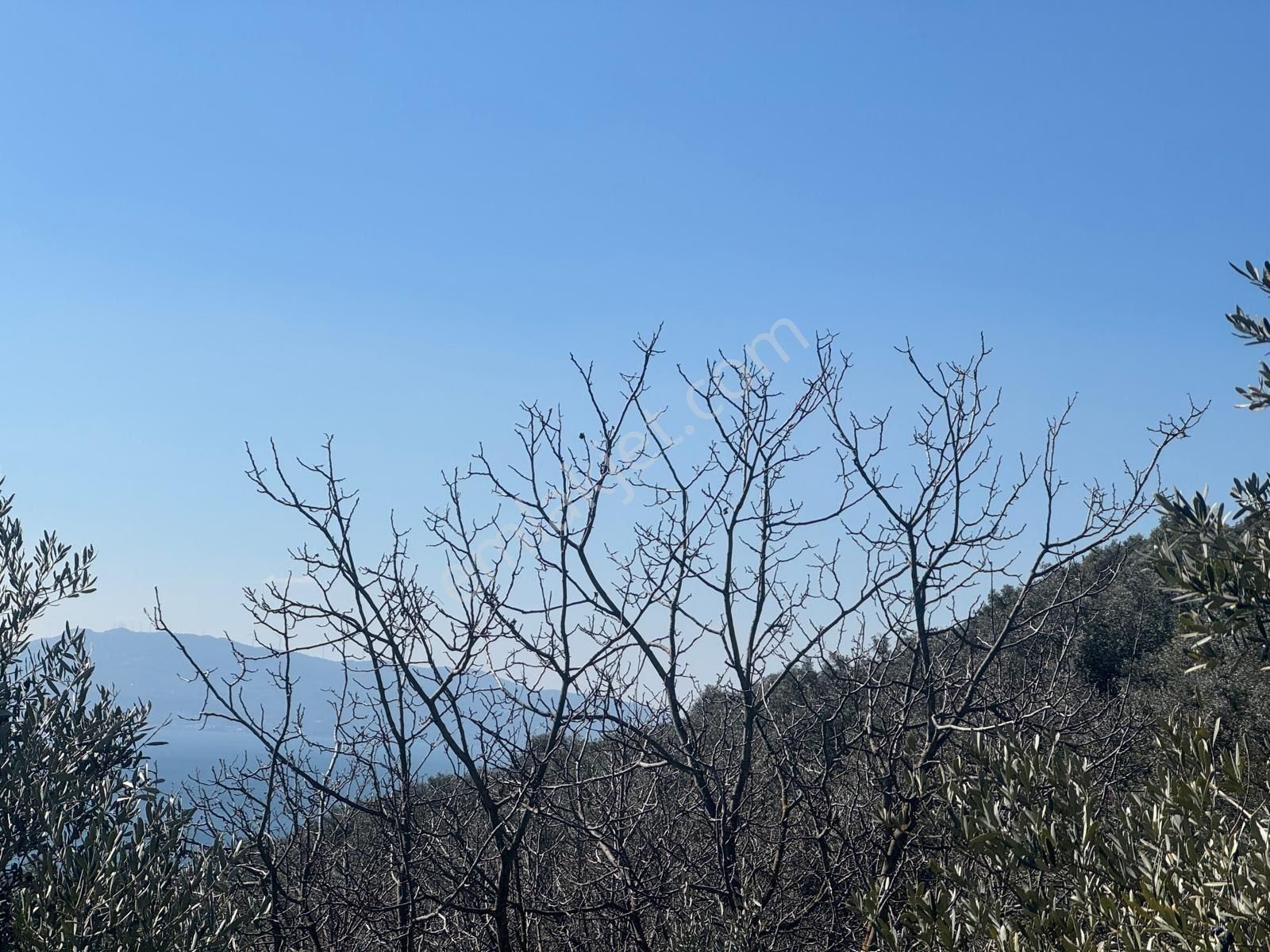 Kumla Konak Emlak”tan Satılık 1200 Metrekare Satılık Zeytinlik - Görsel 3