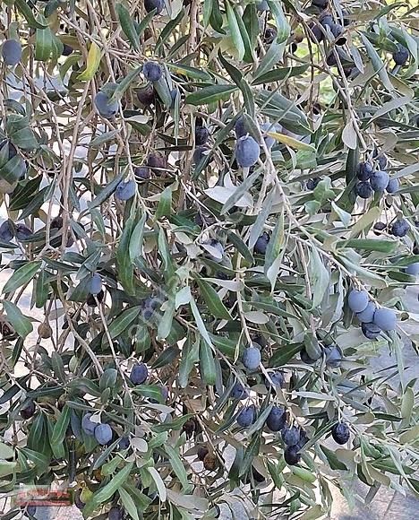 Zeytin Bahçesi - Görsel 2
