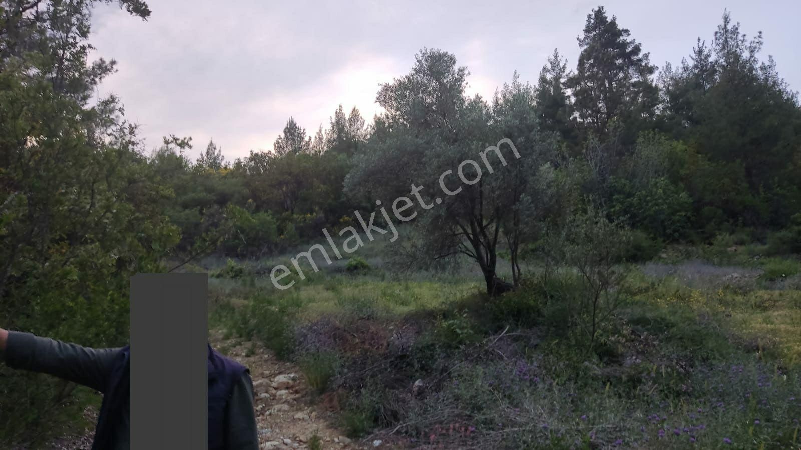 Ormanla Çevrili, Yolu Olan, Yanında Ufak Dere/çay Akan Tarla - Görsel 4