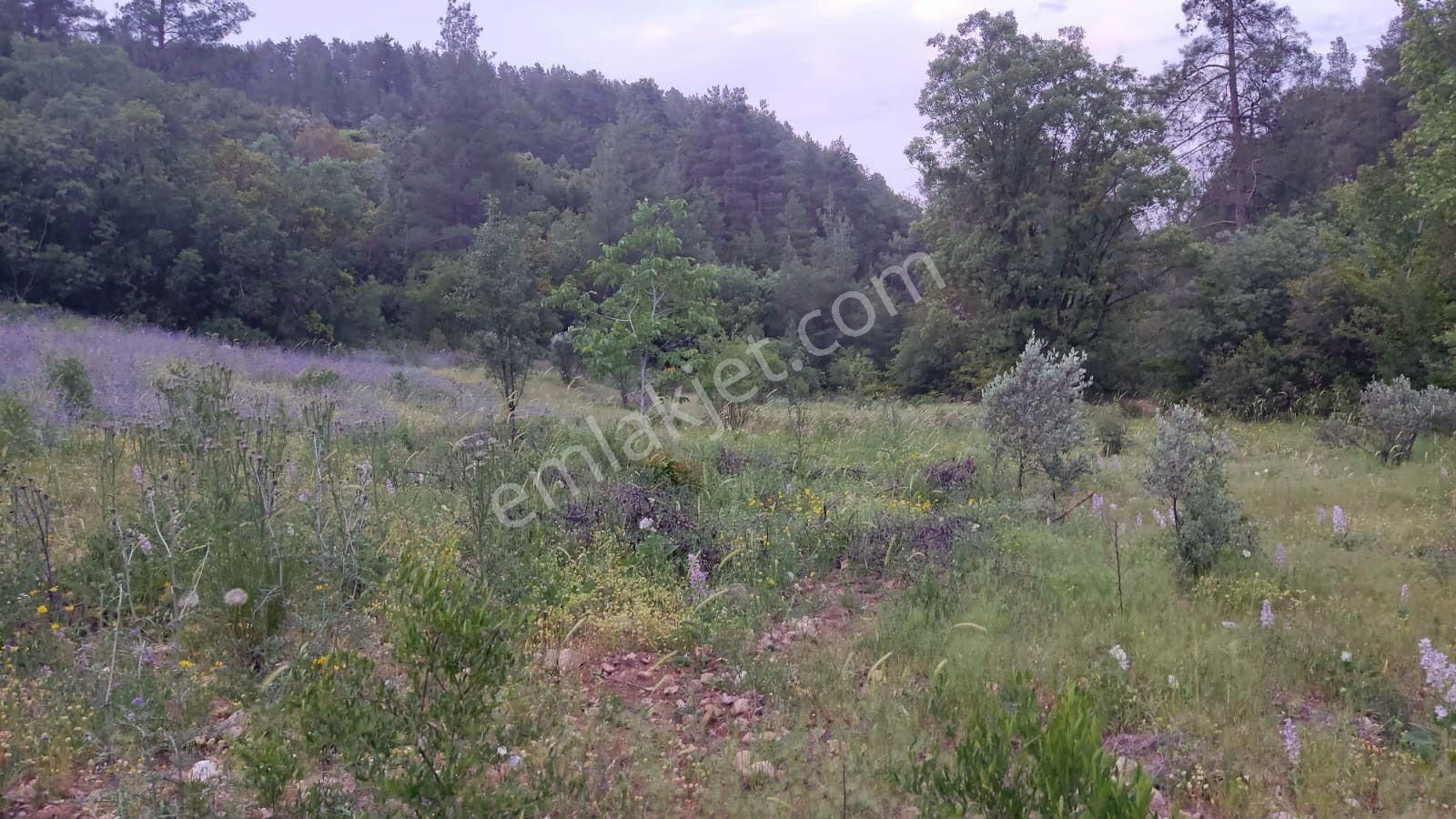 Ormanla Çevrili, Yolu Olan, Yanında Ufak Dere/çay Akan Tarla