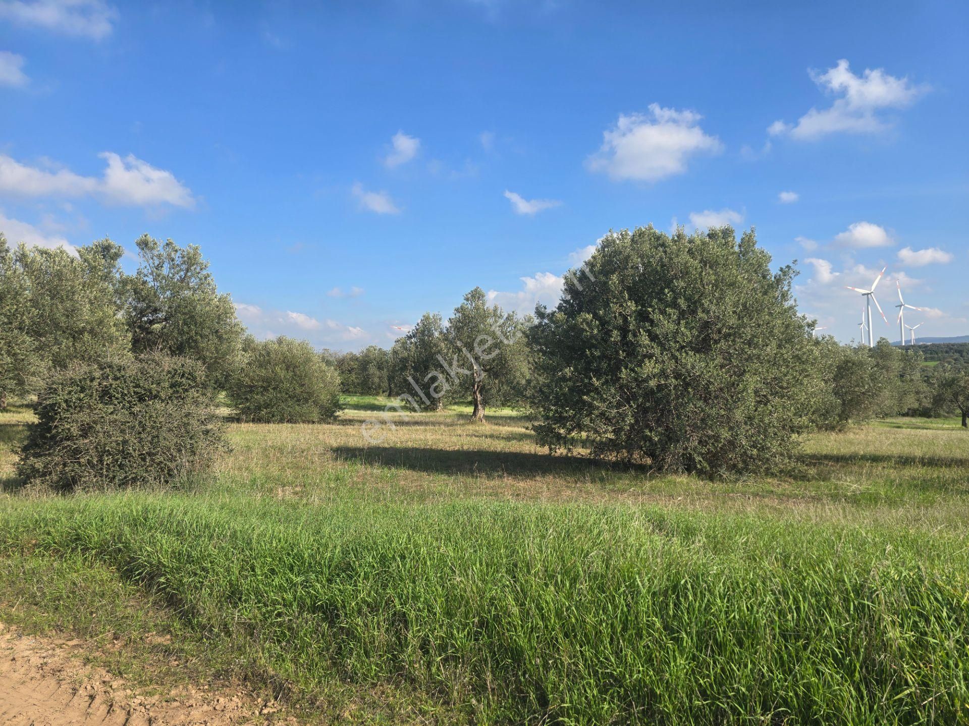 Ezine Üvecik Köyünde 50000 M2 Satılık Tarla Han Emlak'tan - Görsel 15