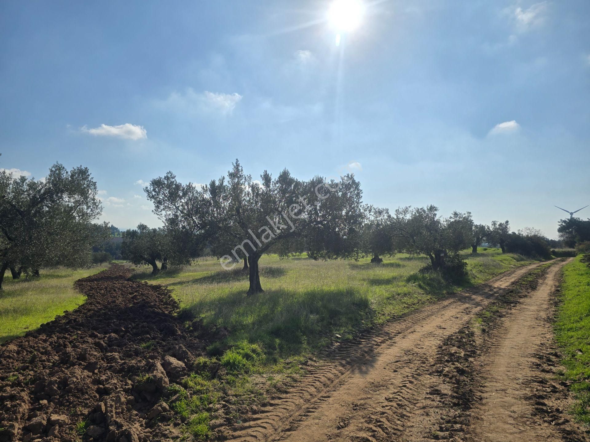 Ezine Üvecik Köyünde 50000 M2 Satılık Tarla Han Emlak'tan - Görsel 14