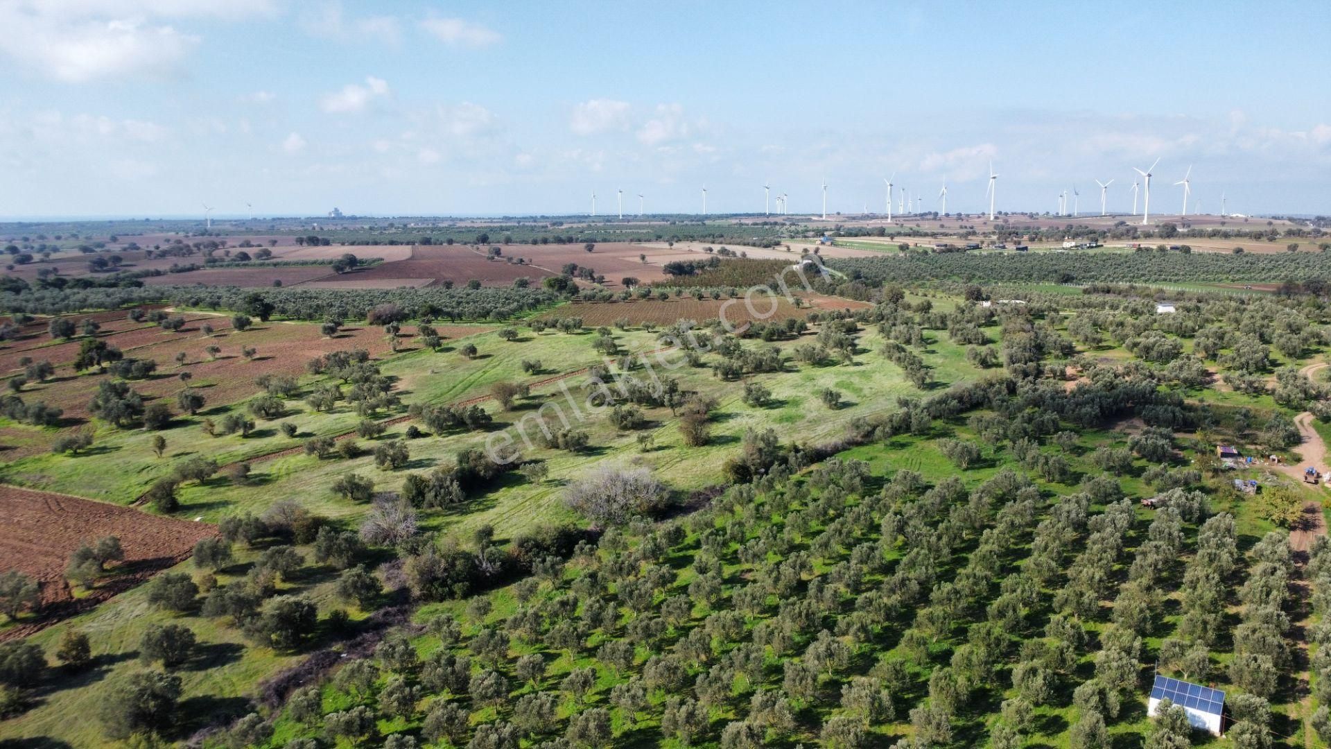 Ezine Üvecik Köyünde 50000 M2 Satılık Tarla Han Emlak'tan - Görsel 26