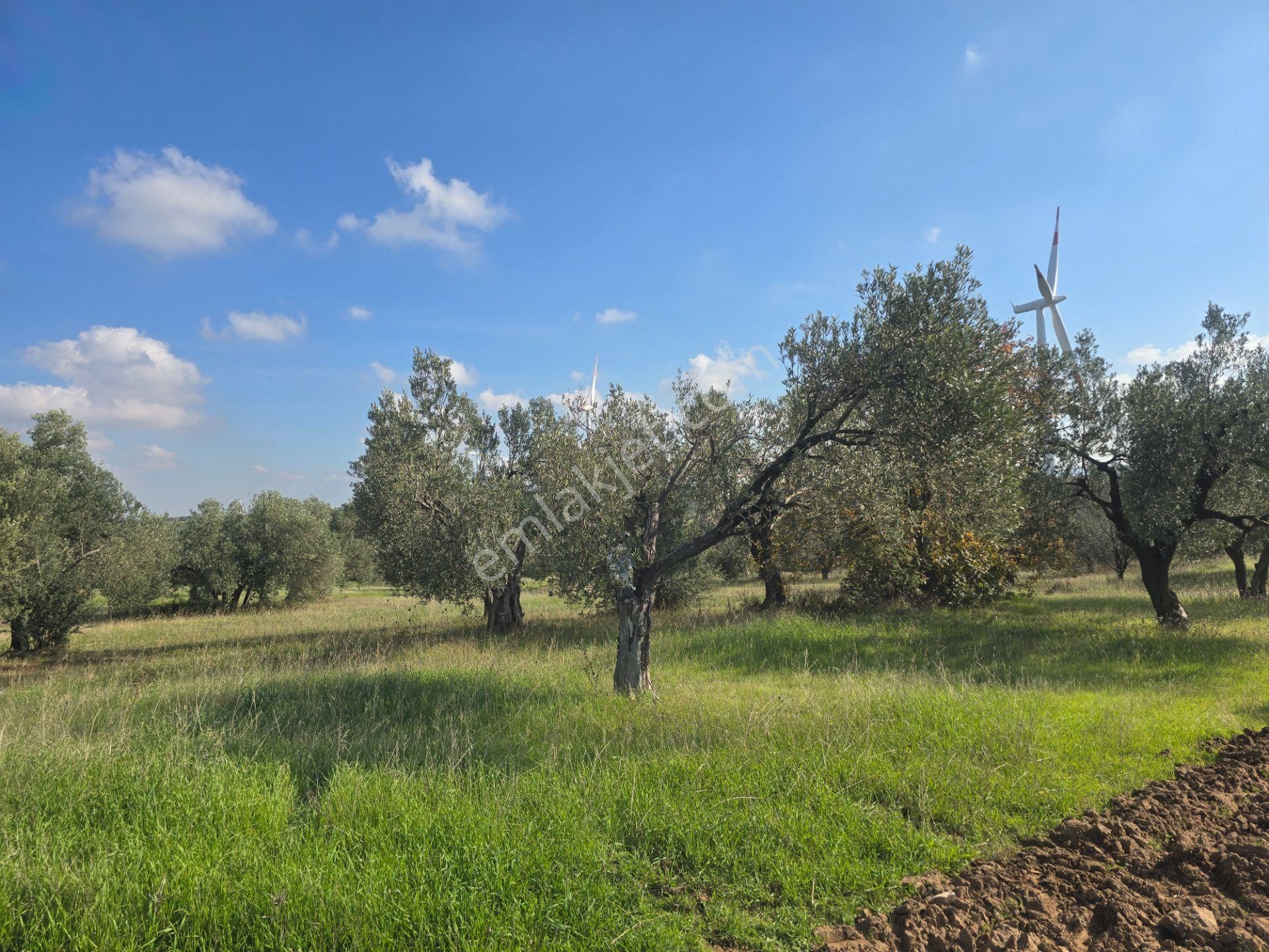 Ezine Üvecik Köyünde 50000 M2 Satılık Tarla Han Emlak'tan - Görsel 13