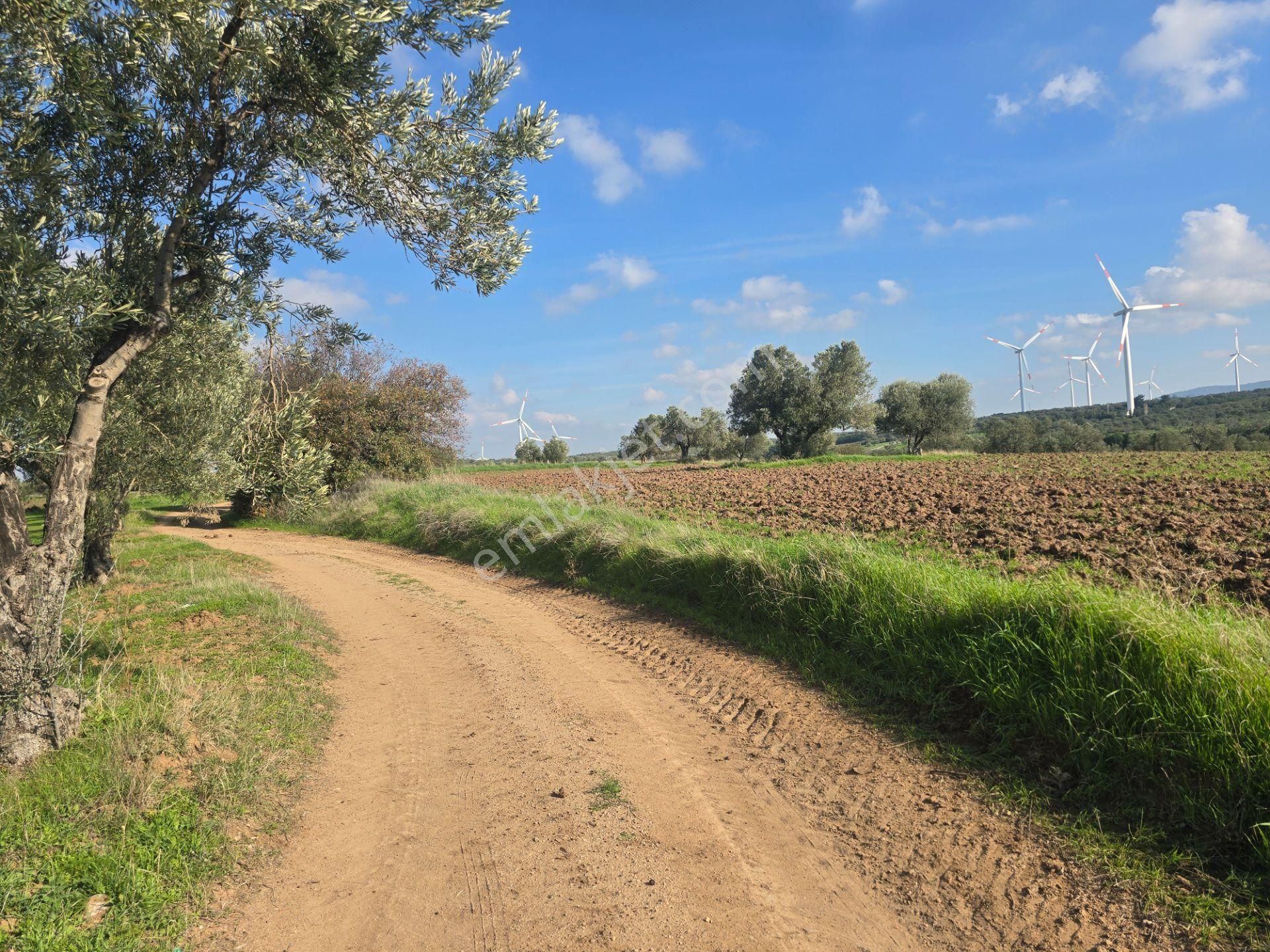 Ezine Üvecik Köyünde 50000 M2 Satılık Tarla Han Emlak'tan - Görsel 6