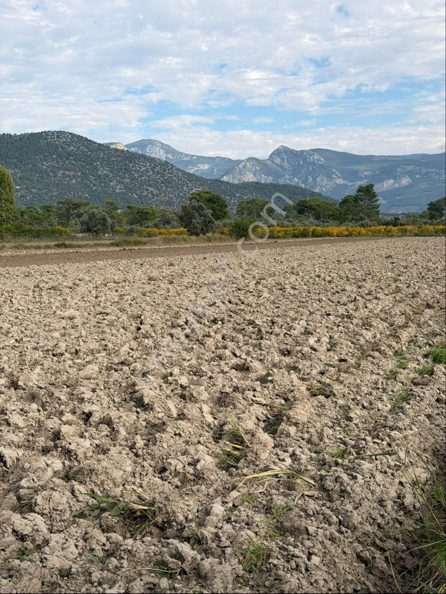 Muğla Seydikemer Çayan Köyünde 11 Dönüm Verimli Düz Tarla - Görsel 24