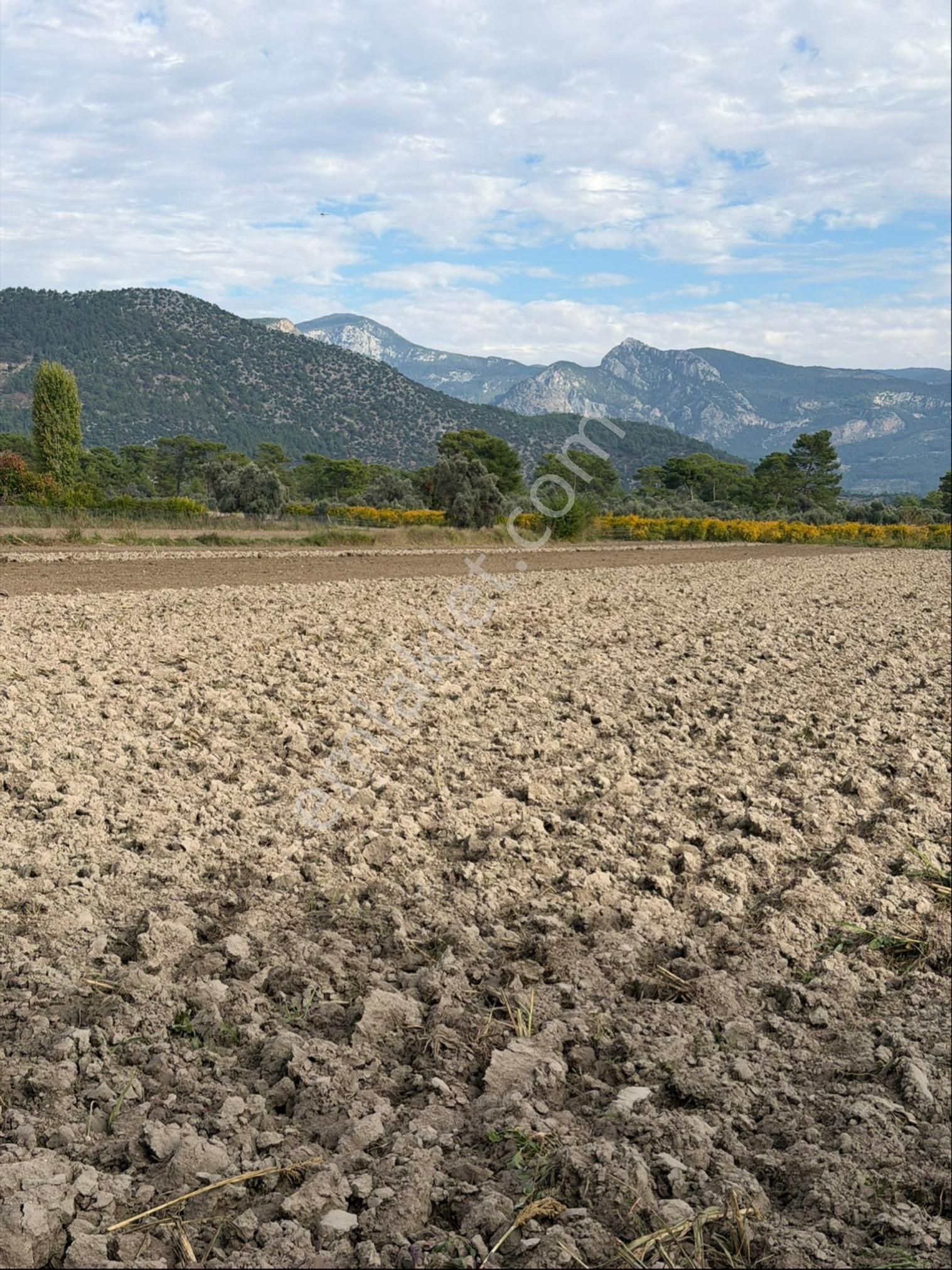 Muğla Seydikemer Çayan Köyünde 11 Dönüm Verimli Düz Tarla - Görsel 16