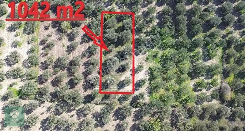 Yonca Gyo Çavdır Köyün De İkiz Hobi Bahçesi - Görsel 7