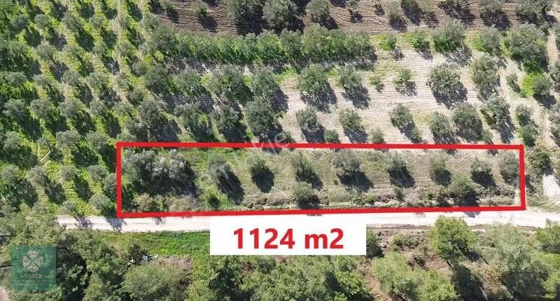 Yonca Gyo Çavdır Köyün De İkiz Hobi Bahçesi - Görsel 6