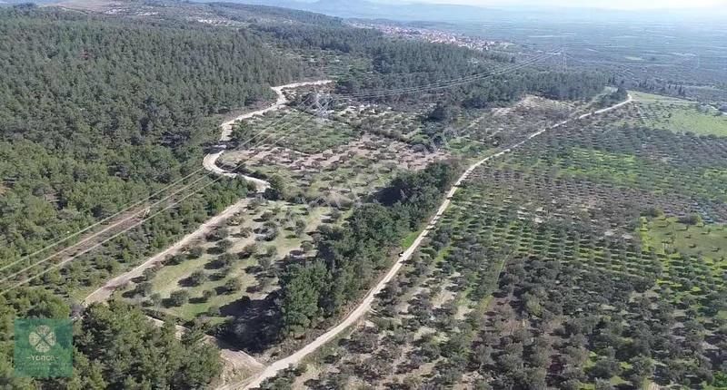 Yonca Gyo Çavdır Köyün De İkiz Hobi Bahçesi - Görsel 9