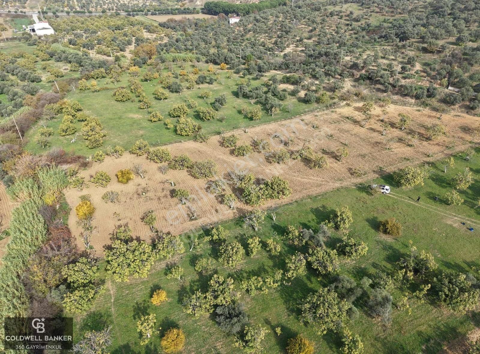 Aydın Germencik Dereköy Satılık 3,5 Dönüm Fırsat İncir Bahçesi! - Görsel 8