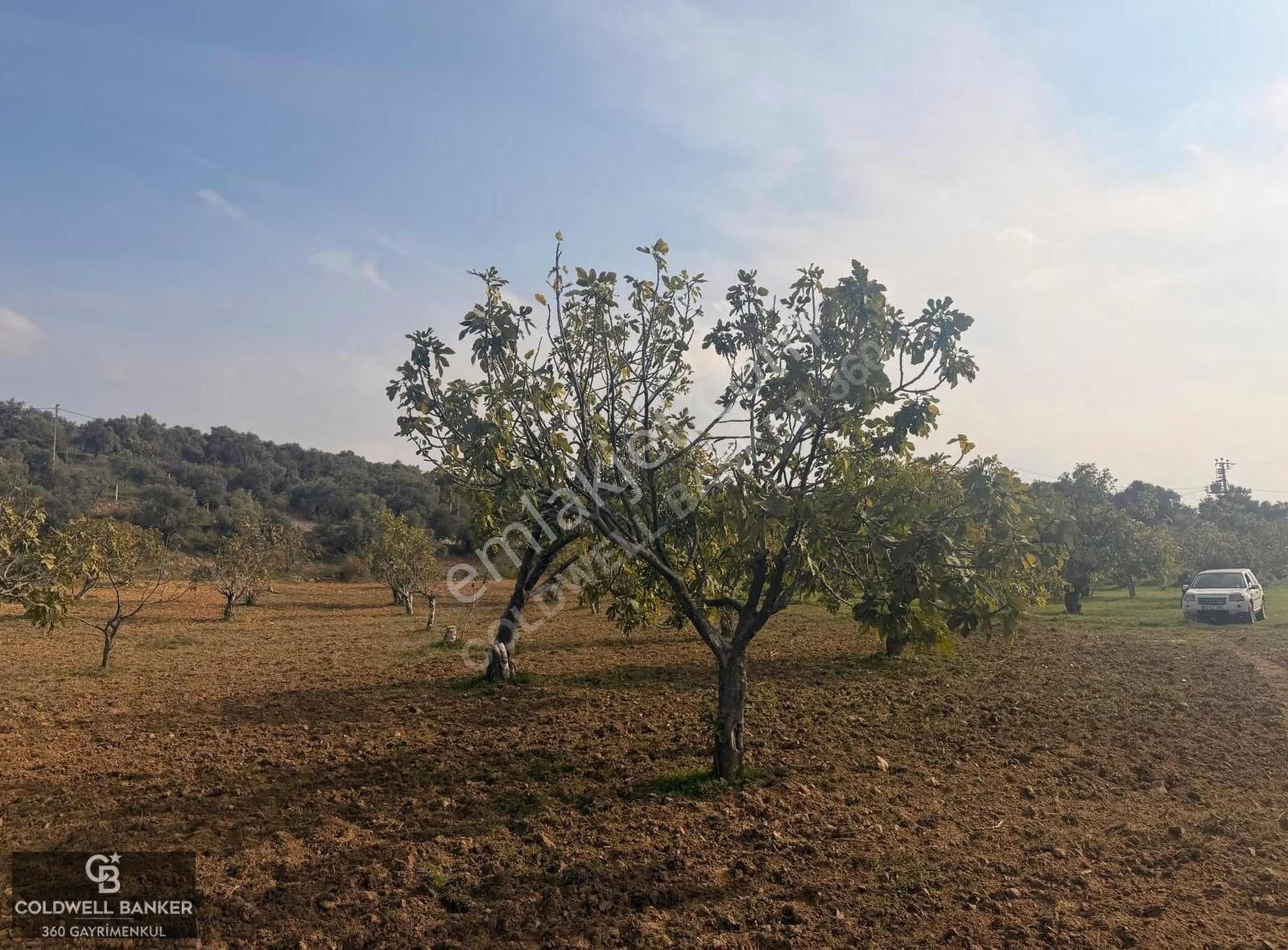 Aydın Germencik Dereköy Satılık 3,5 Dönüm Fırsat İncir Bahçesi! - Görsel 2