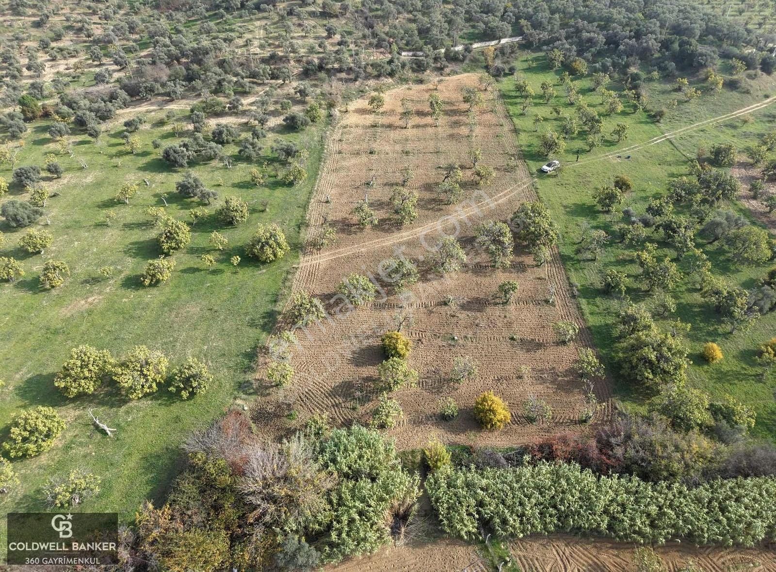 Aydın Germencik Dereköy Satılık 3,5 Dönüm Fırsat İncir Bahçesi! - Görsel 7