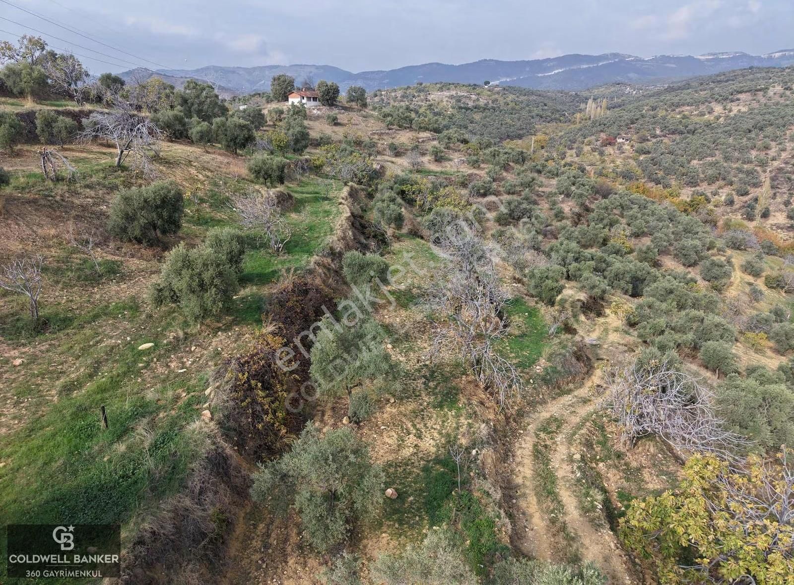 Aydın Germencik Dağyeni Satılık 39 Dönüm İncir Zeytin Bahçesi ! - Görsel 10