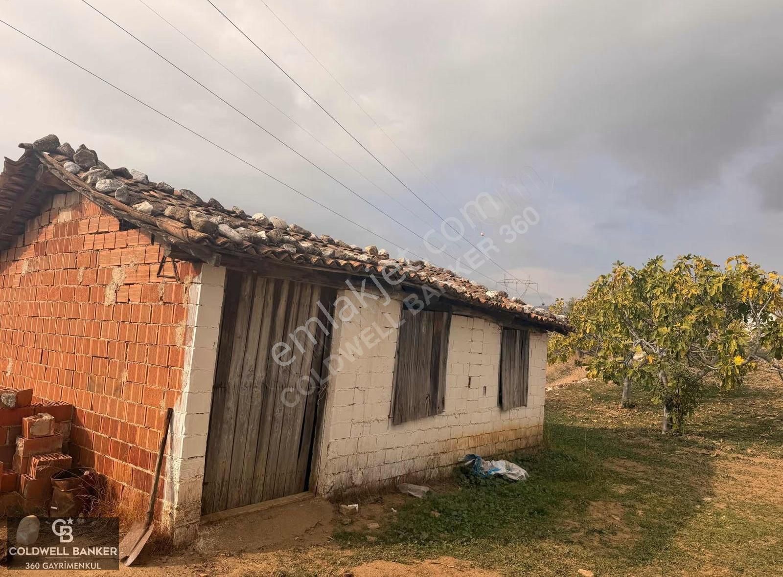 Aydın Germencik Dağyeni Satılık 39 Dönüm İncir Zeytin Bahçesi ! - Görsel 2