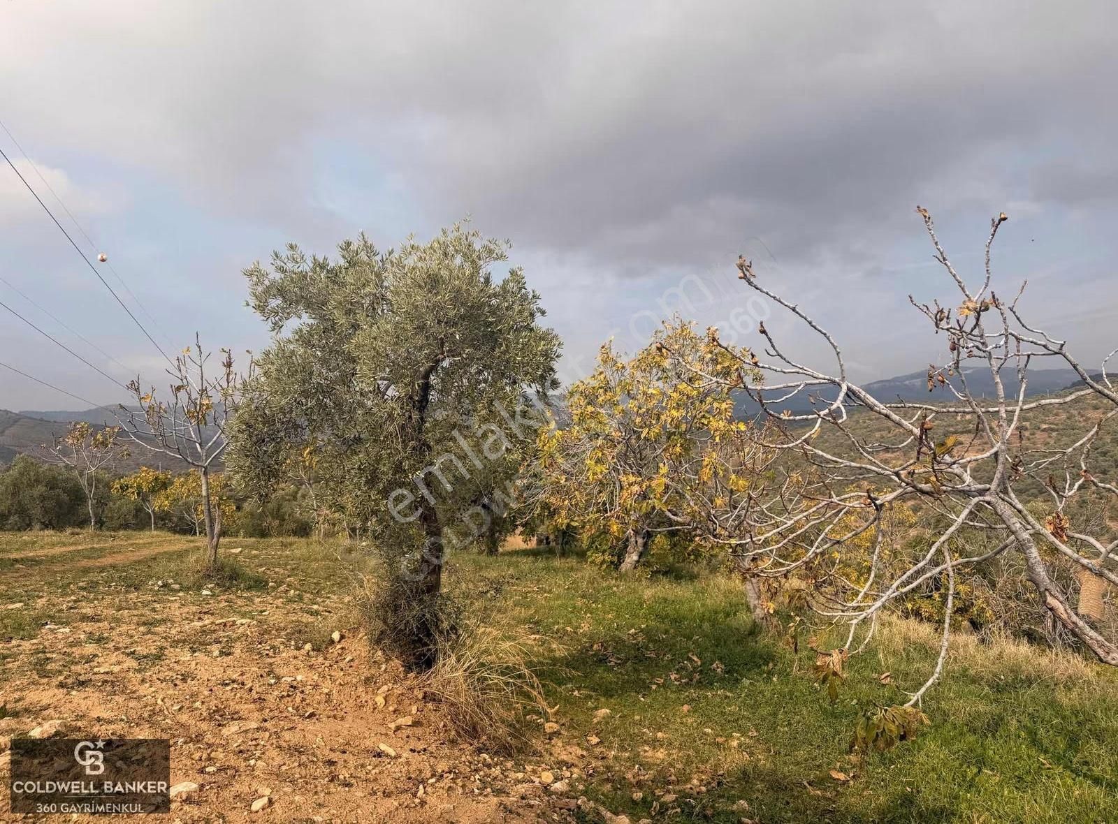 Aydın Germencik Dağyeni Satılık 39 Dönüm İncir Zeytin Bahçesi ! - Görsel 19