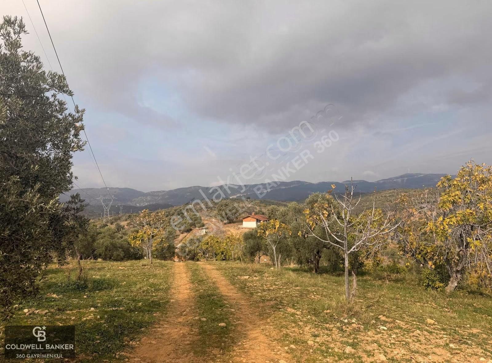 Aydın Germencik Dağyeni Satılık 39 Dönüm İncir Zeytin Bahçesi ! - Görsel 6